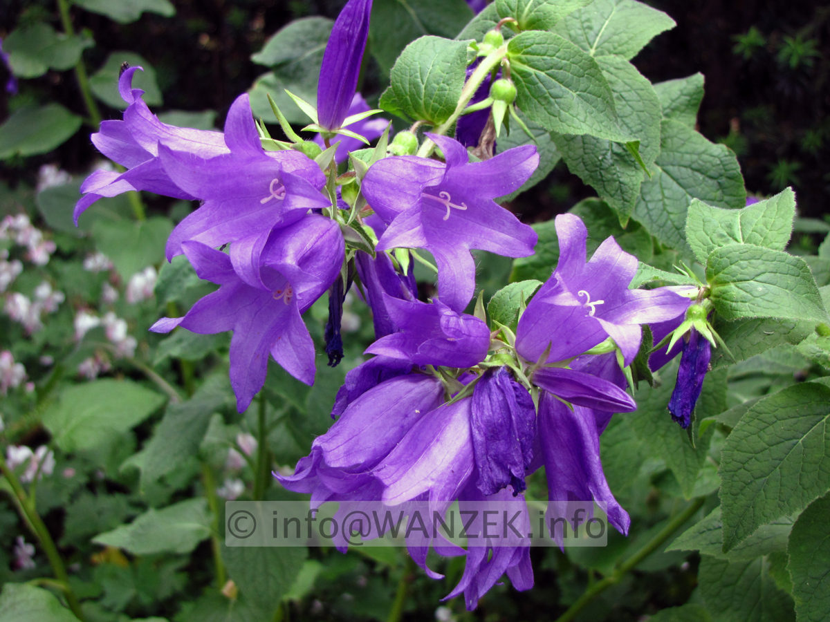 Campanula macrantha.JPG